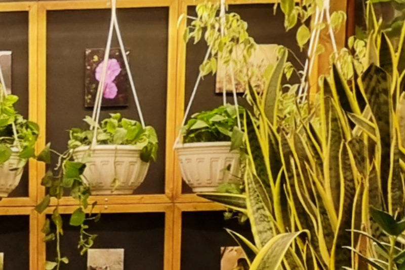 درباره گلخانه دوم