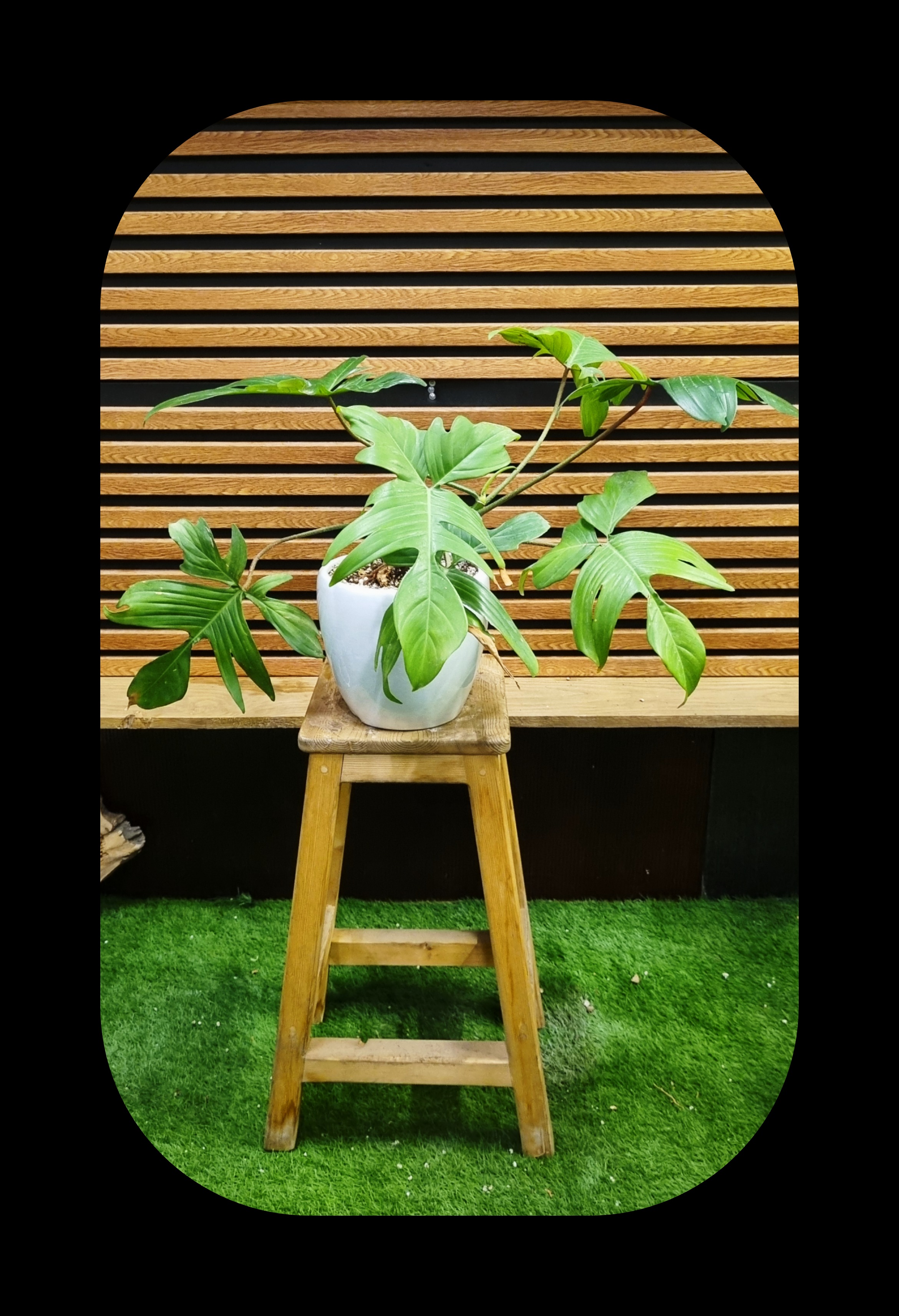 پاجوش‌های آلوئه ورا