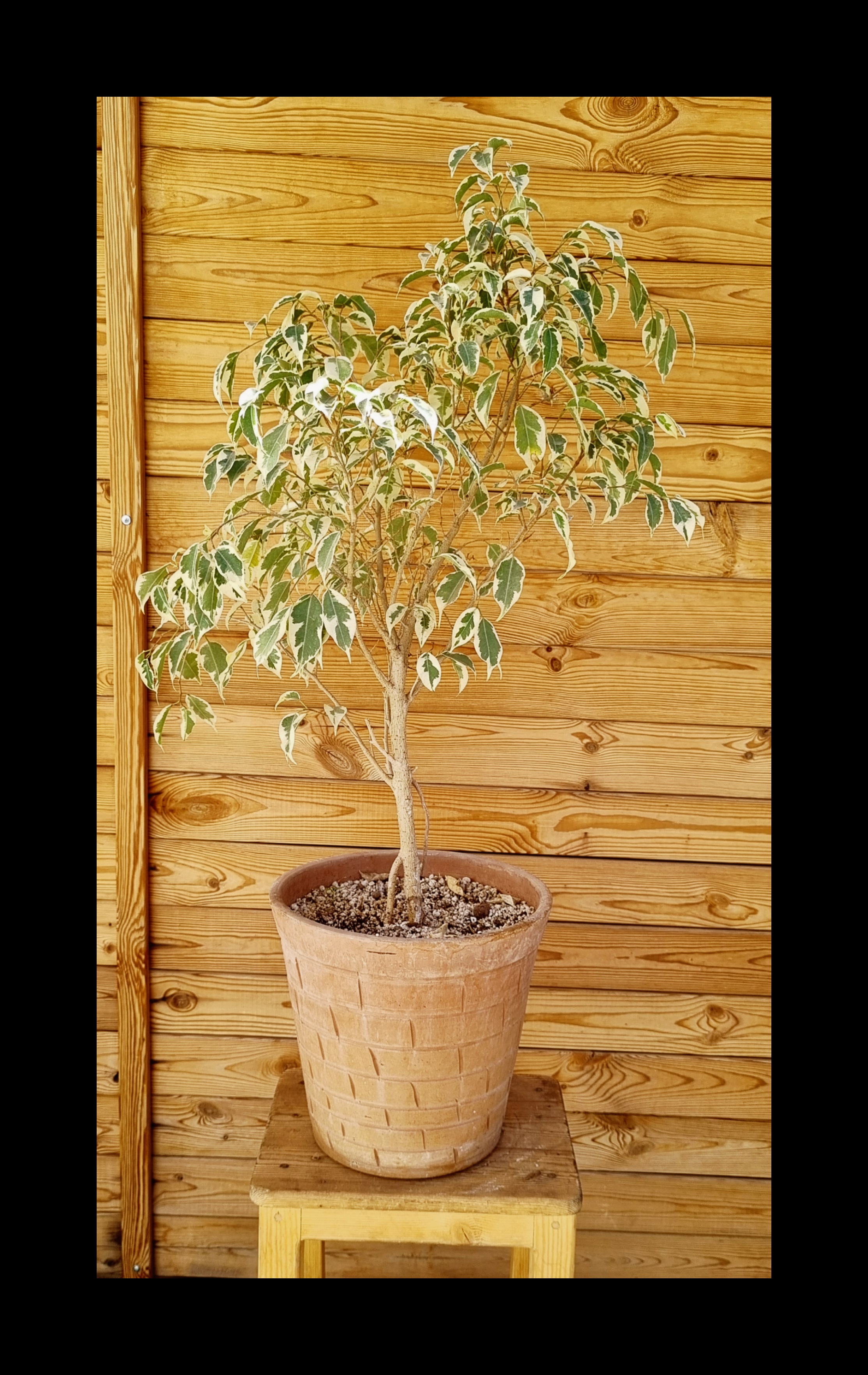 درختچه بنجامین (فیکوس بنجامین)