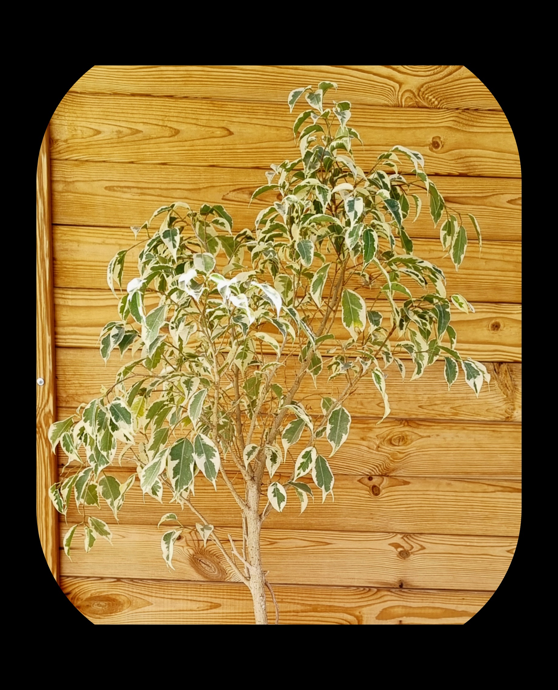 بنجامین در دکوراسیون منزل