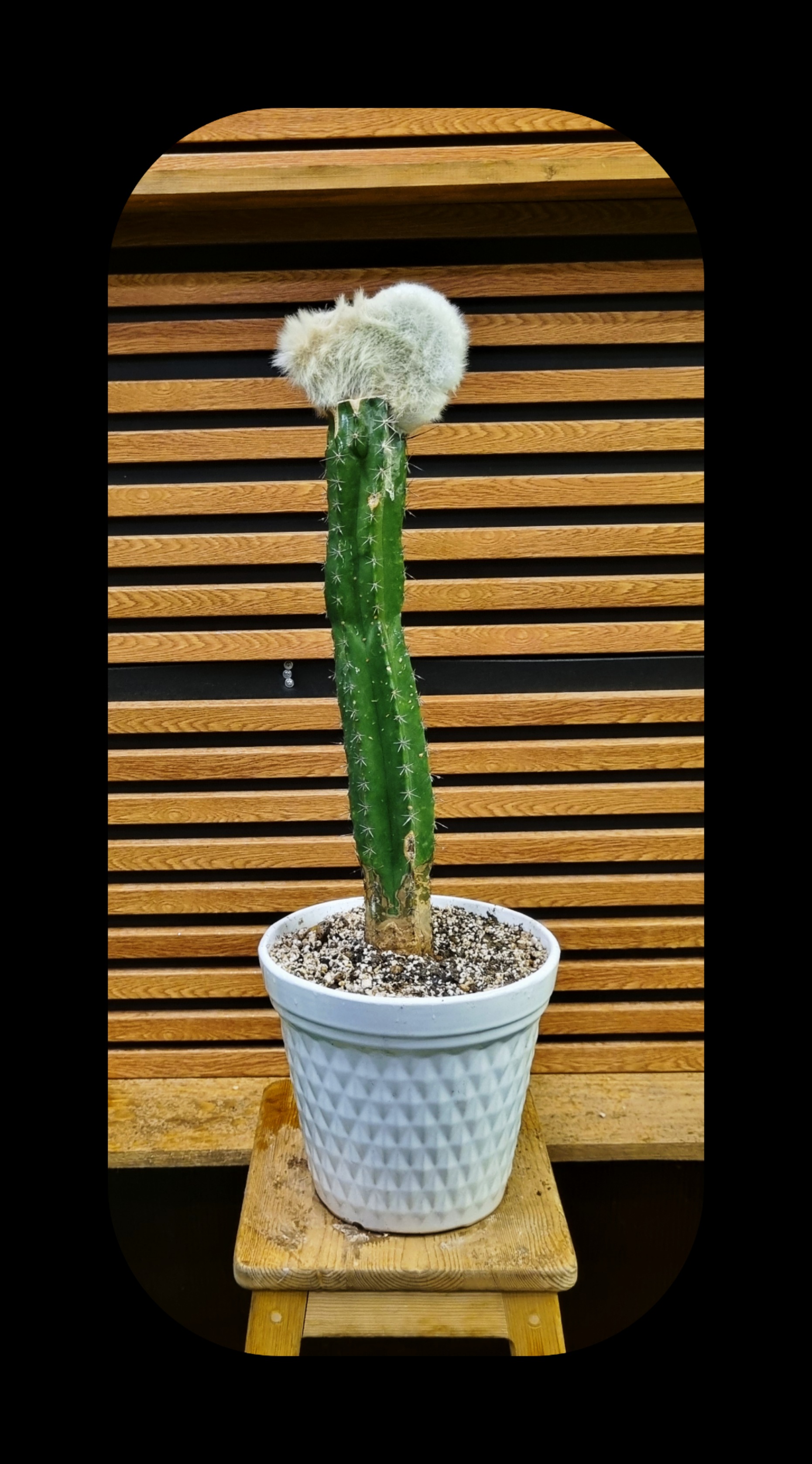 کاکتوس در گلدان