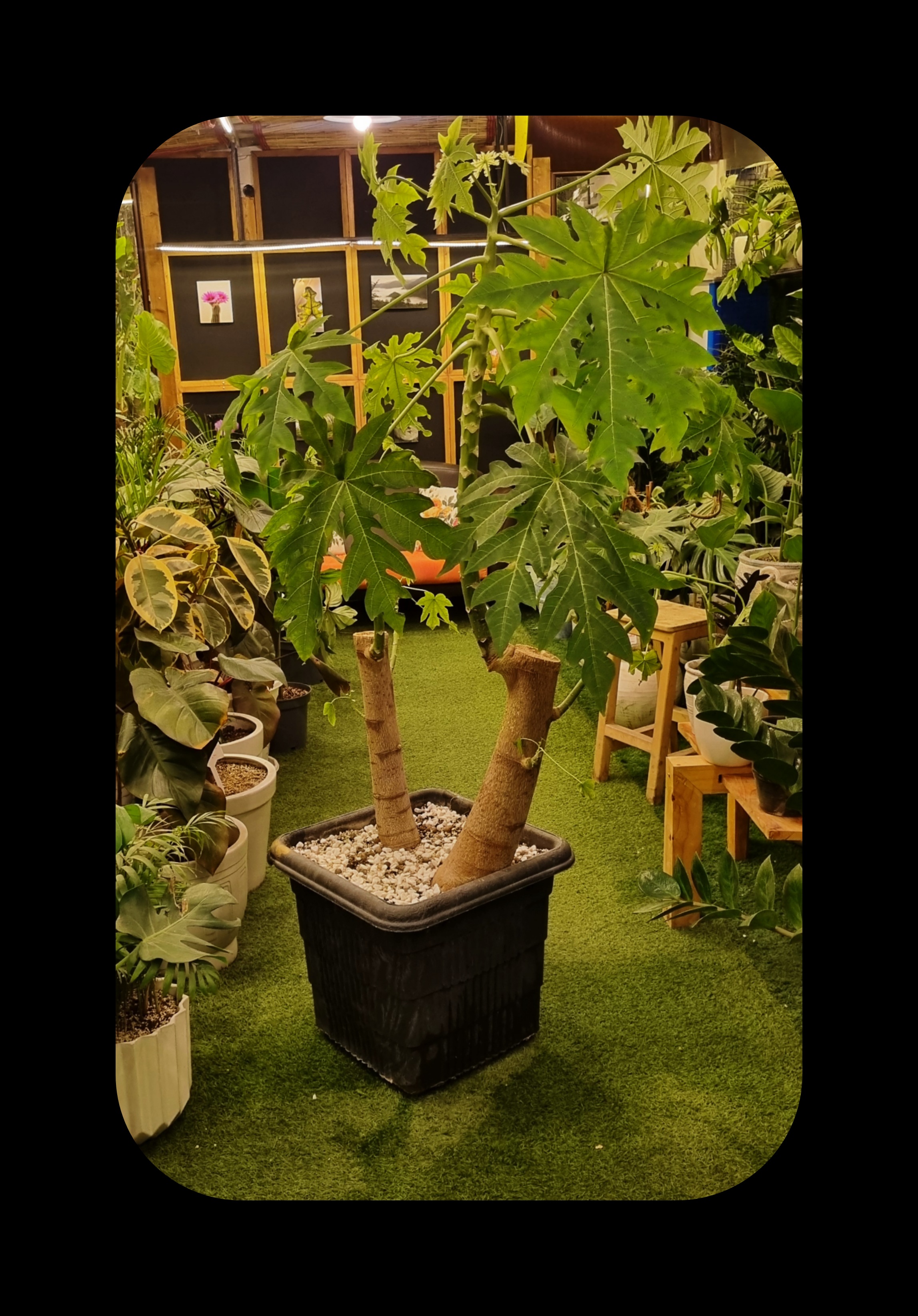 درخت پاپایا (خربزه درختی)