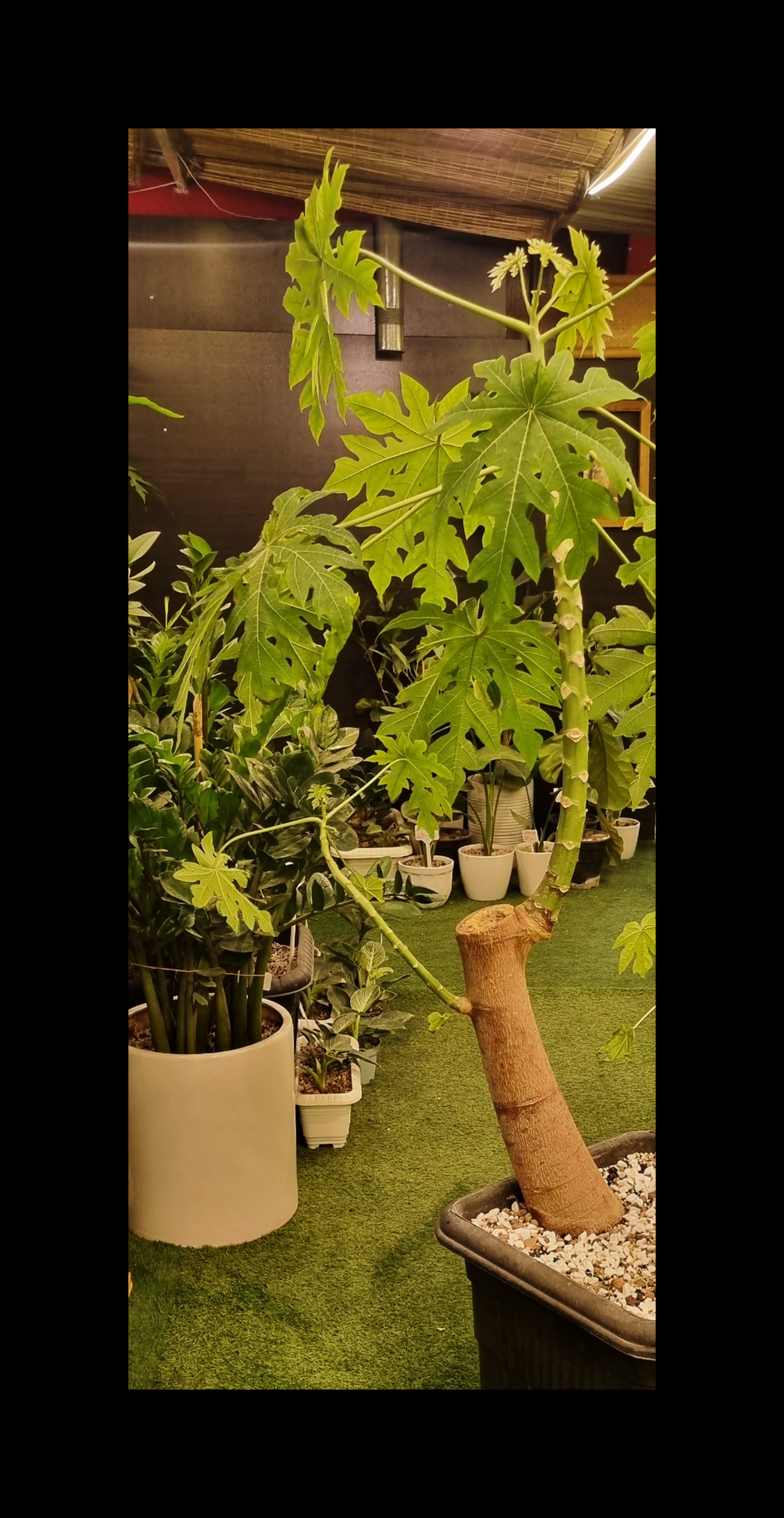 میوه پاپایا رسیده