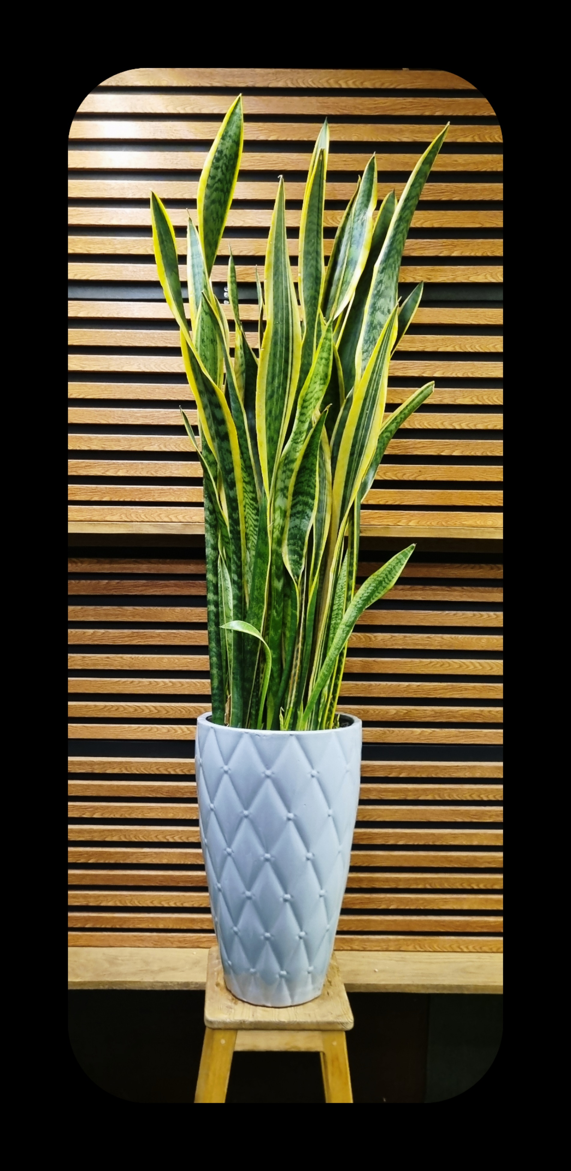 سانسوریا در دکوراسیون مدرن