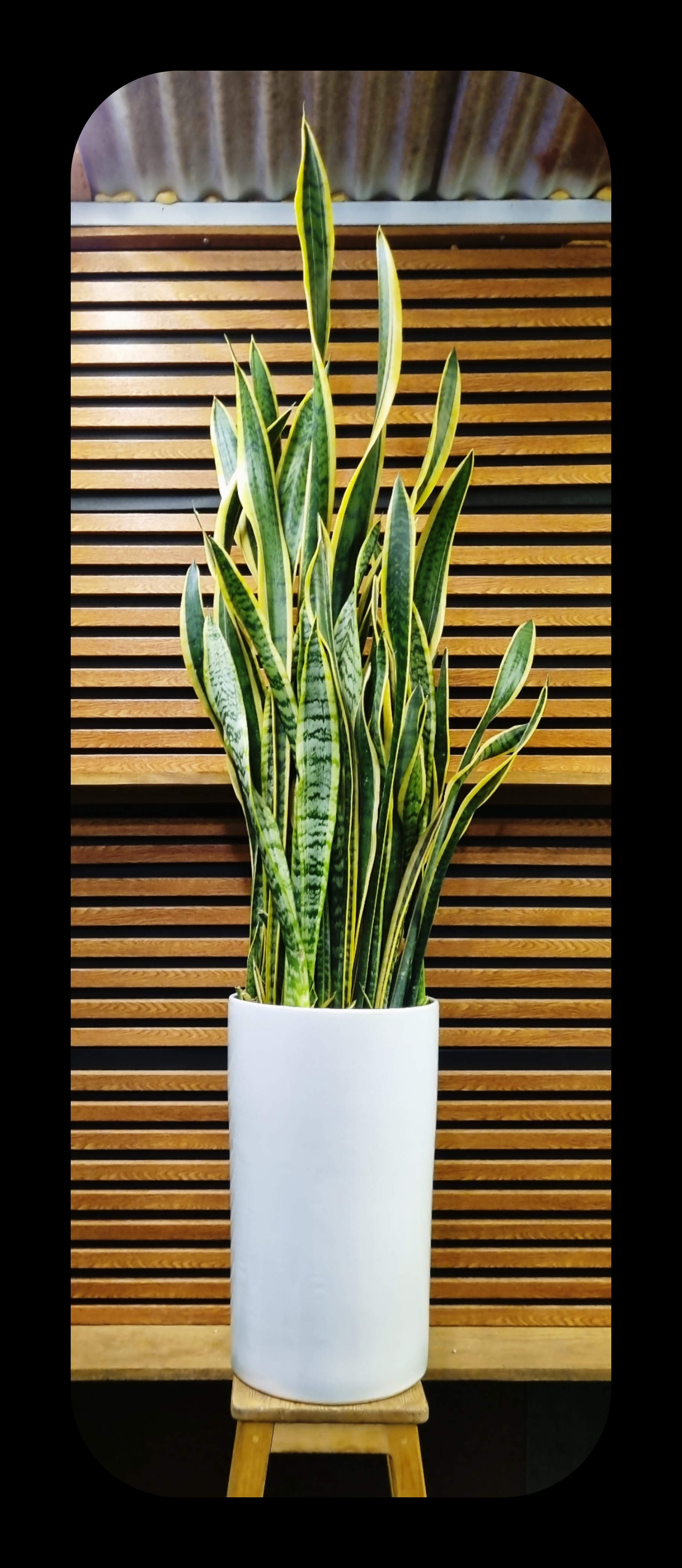 سانسوریا از نزدیک