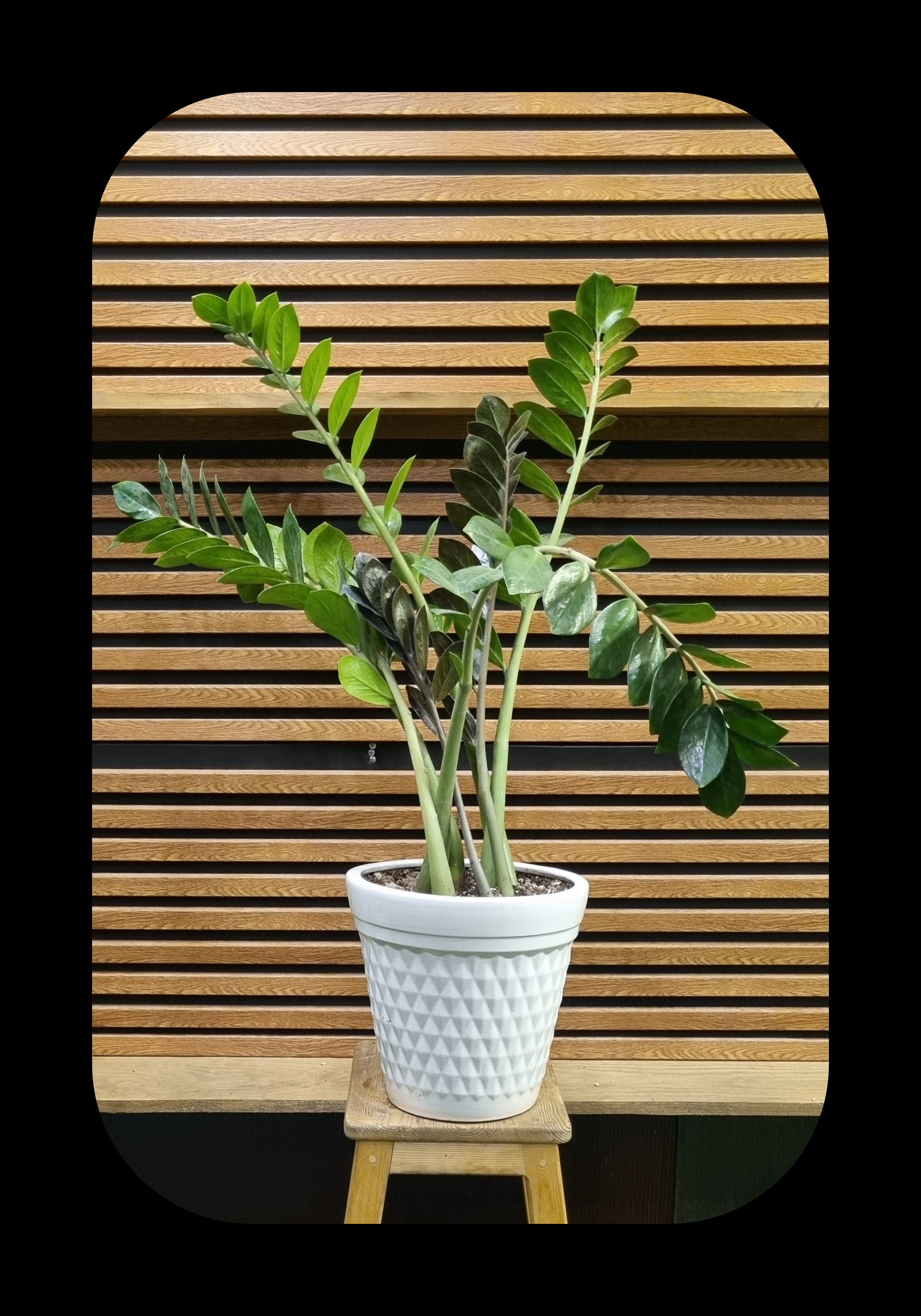 زامیفولیا از نزدیک